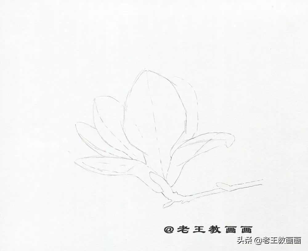 玉兰花该怎么画,画玉兰花的最佳方法