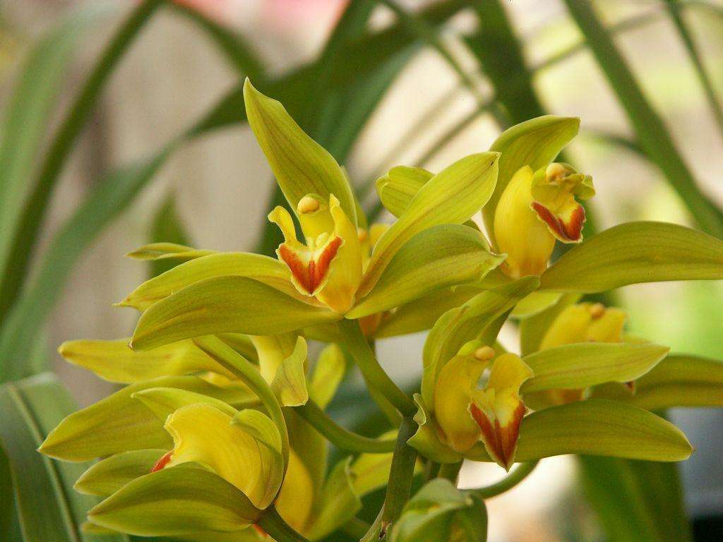 碧玉植物大概养殖方法,一叶兰碧玉兰怎样繁殖最快