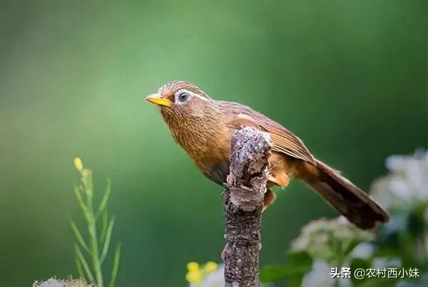 画眉鸟有血虫如何治疗,画眉鸟有血螨怎么处理
