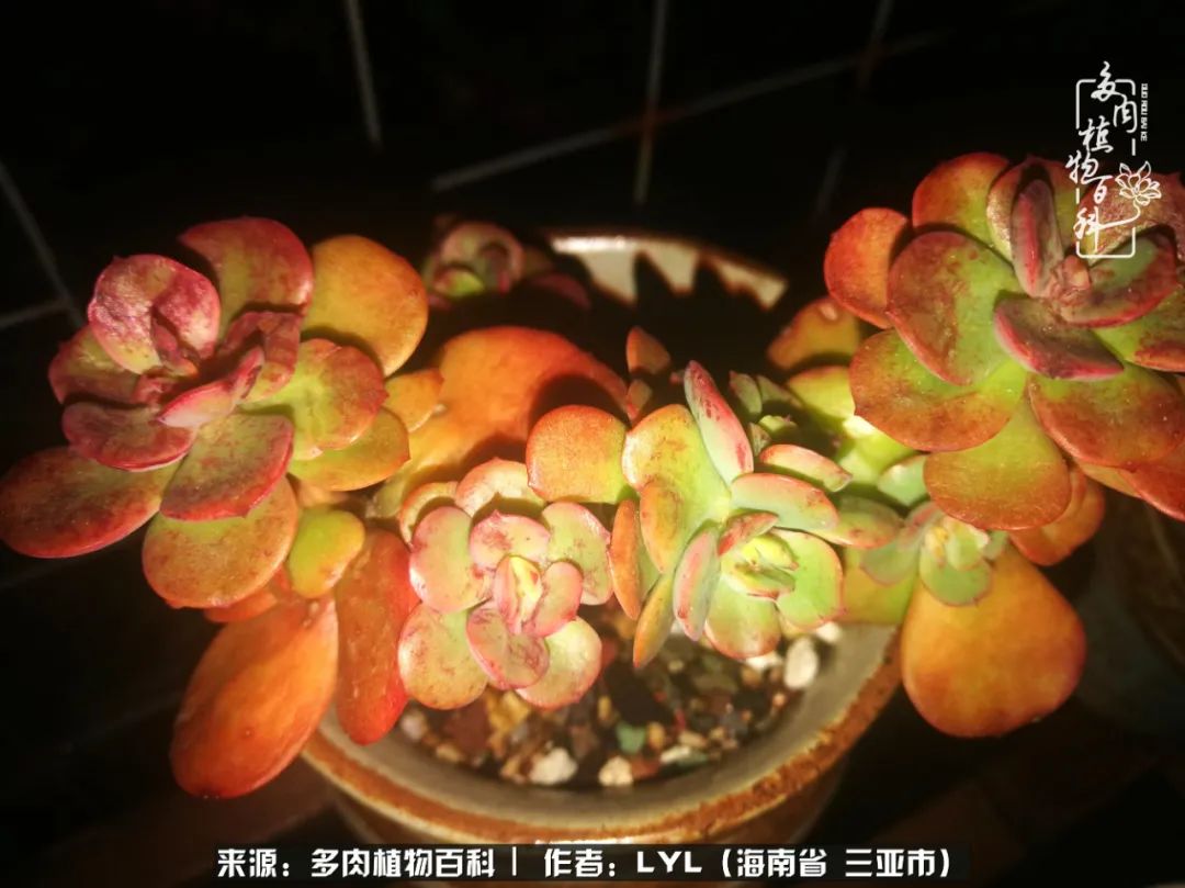 开挂区养多肉,非开挂区怎么把多肉养出状态