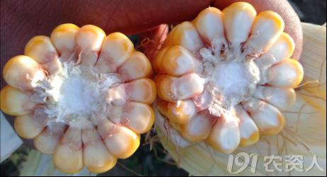 玉米花生种植高产技术,玉米高产高效种植技术