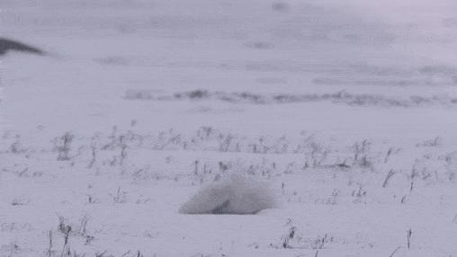 跳水你见过，跳雪你见过吗？北极狐头也太铁