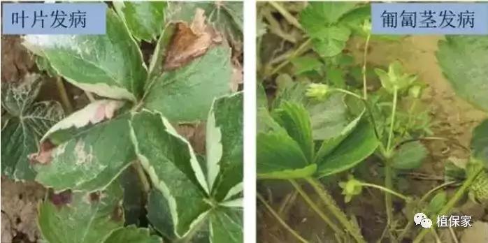 炭疽病怎么来的,炭疽病症状如何预防