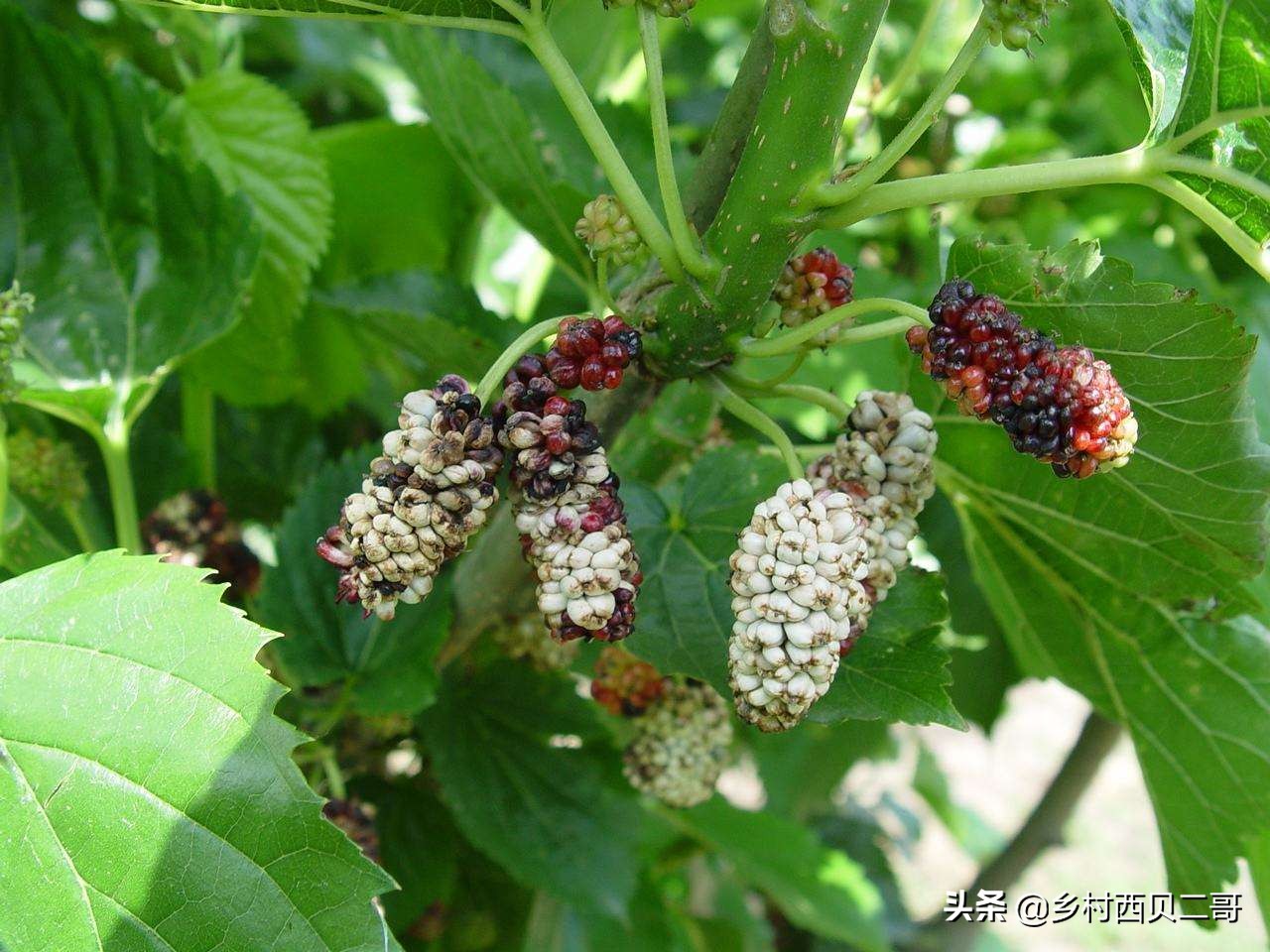 桑树种植技术资料大全,致富经桑树种植技术