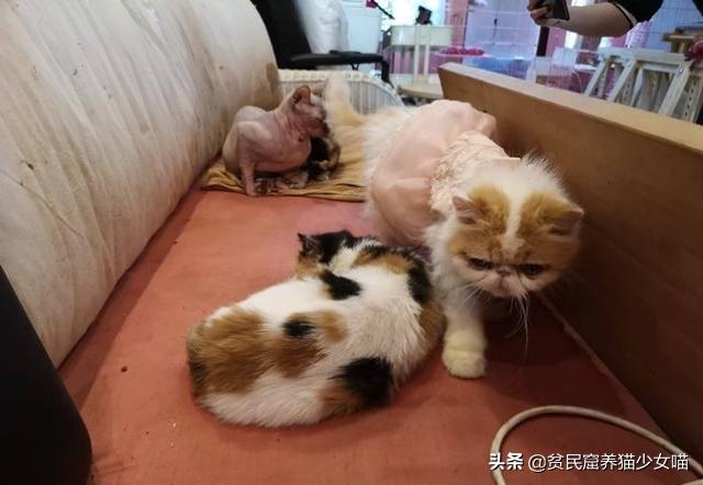 强迫接客，生病被弃，猫咖中猫咪的生存真相，根本没有那么光鲜