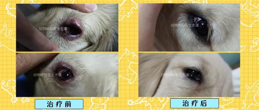 金毛化脓性结膜炎,金毛犬有眼角炎怎么办