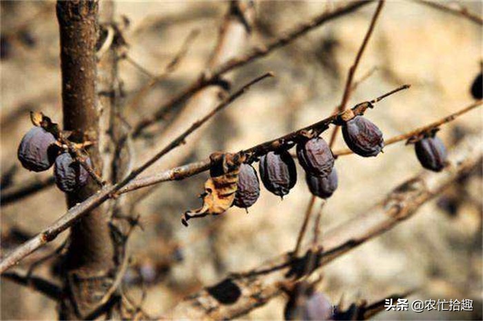 娣卞北閲庣敓浼樿川榛戞灒,澶╃劧閲庣敓榛戞灒