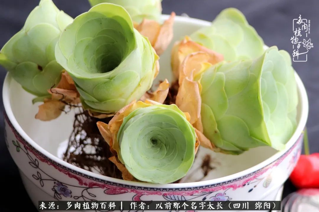 山地玫瑰夏天,夏季的山地玫瑰