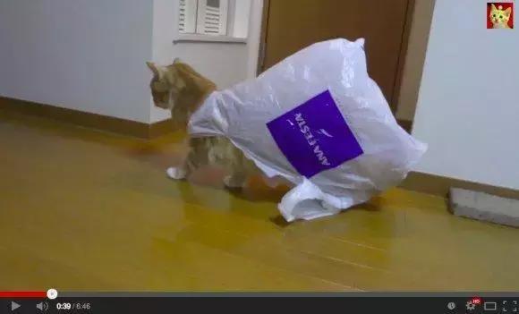 猫咪为啥喜欢玩袋子 (为什么猫咪喜欢吃塑料袋)