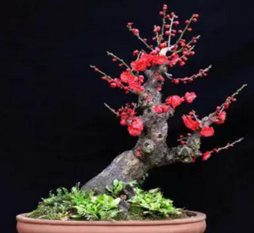 怎么冬日赏繁花？养梅花最正确，生命力旺盛不怕冷，养护方法简单