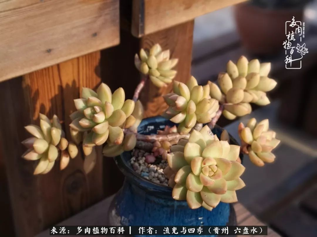 养多肉这几点新手必要知道,在养多肉的路上越走越远