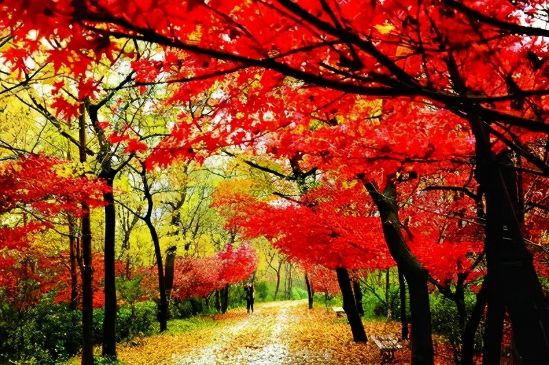 九九重阳节敬老人图片,九九重阳节用另一种方式尊老敬老