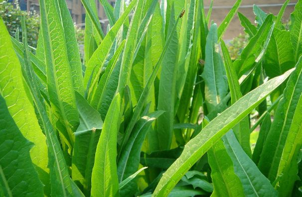适合秋冬季节种植蔬菜,1-12月应季蔬菜种植