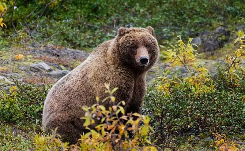 鬣狗的咬合力比狮子强是假的,老虎鬣狗狮子哪样咬合力更强