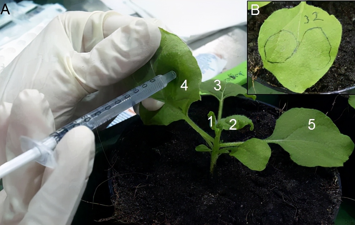 开讲啦细胞再生,开讲啦解答暗物质