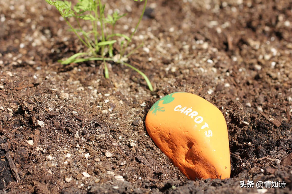 奇石花园风格,各种造型石头花园装饰
