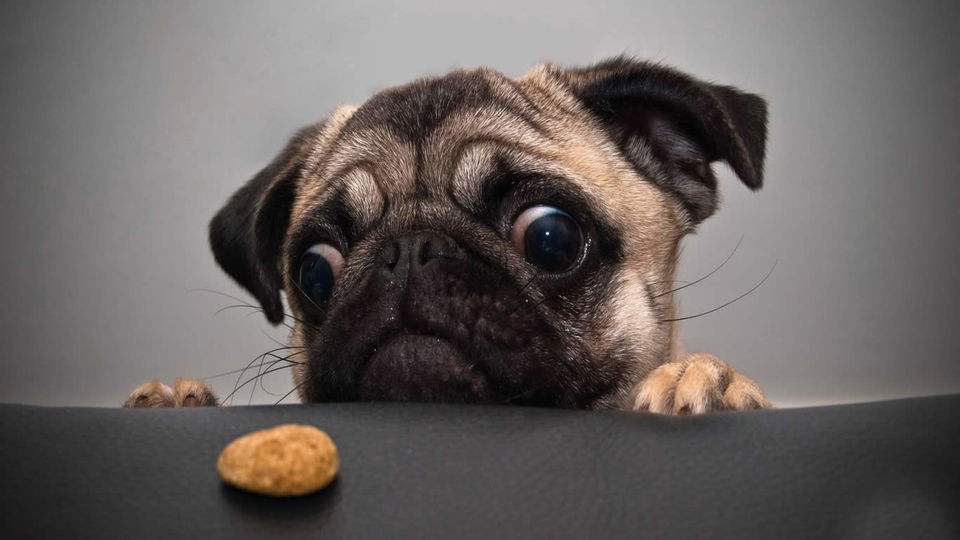 可爱的茶杯犬后面真相却很残忍,茶杯犬是怎样形成的视频