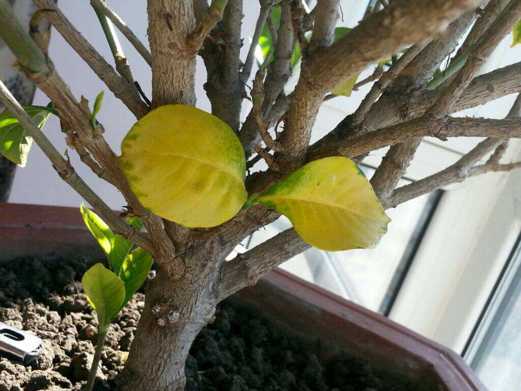 栀子花小黑虫什么样,栀子花就是养不活怎么办