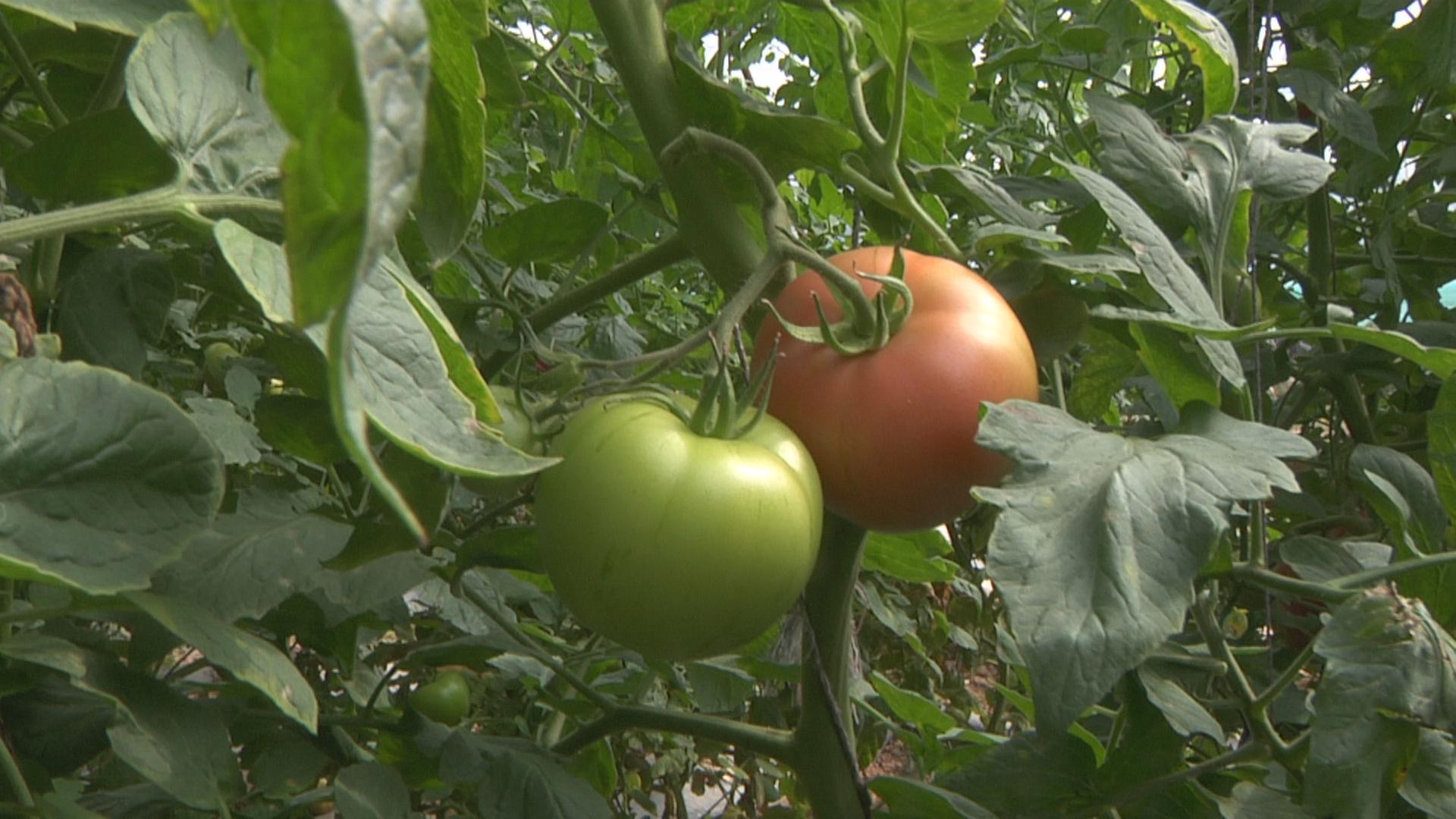 走进乡村看小康智慧农业,走进乡村看小康定西