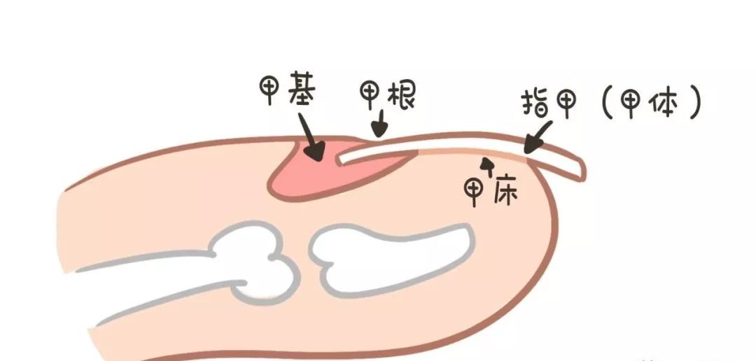 娃指甲上有白点是怎么回事,孩子指甲横纹有白点