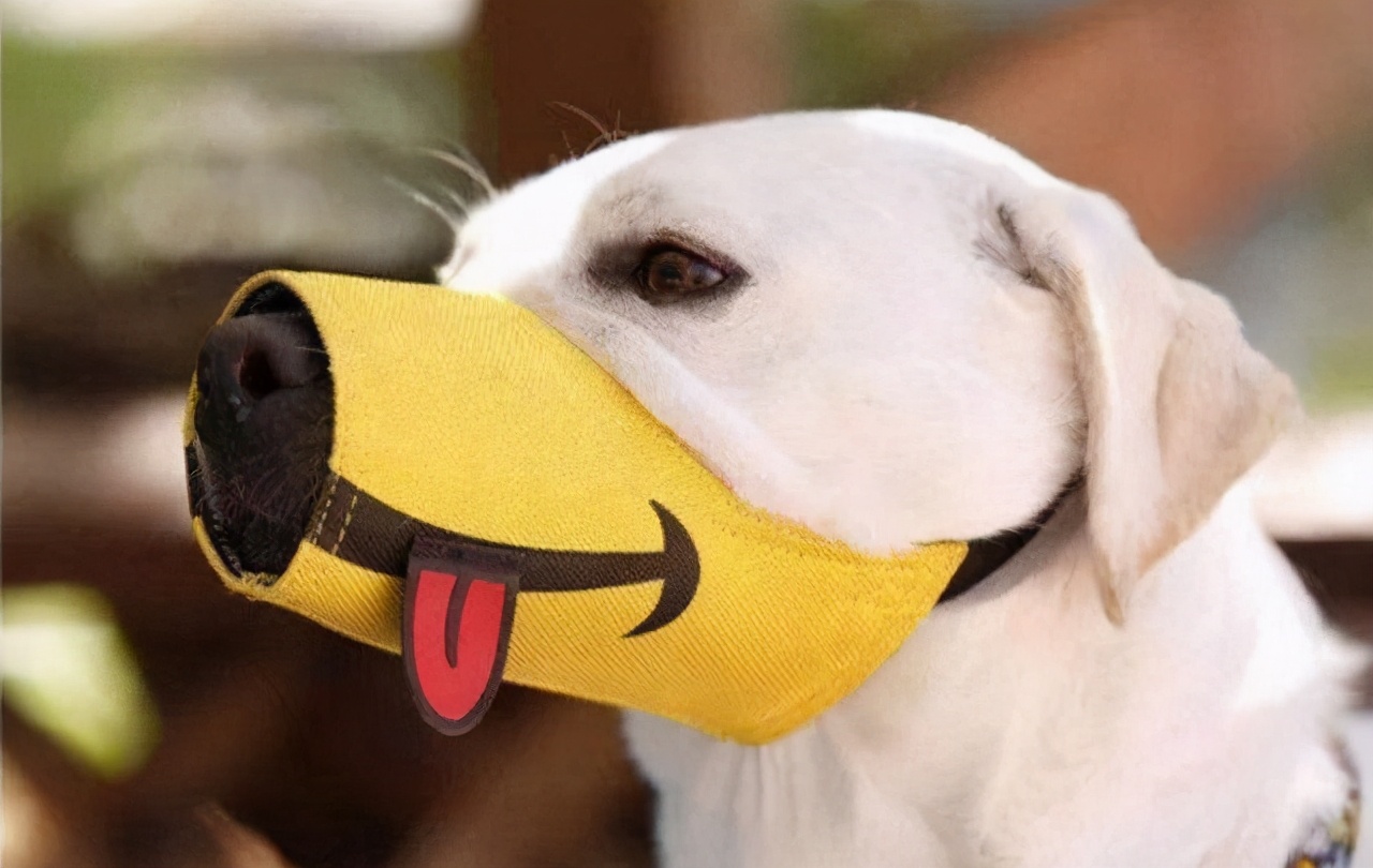 狗狗抗拒穿衣服咬人怎么办,狗狗抗拒嘴套怎么办