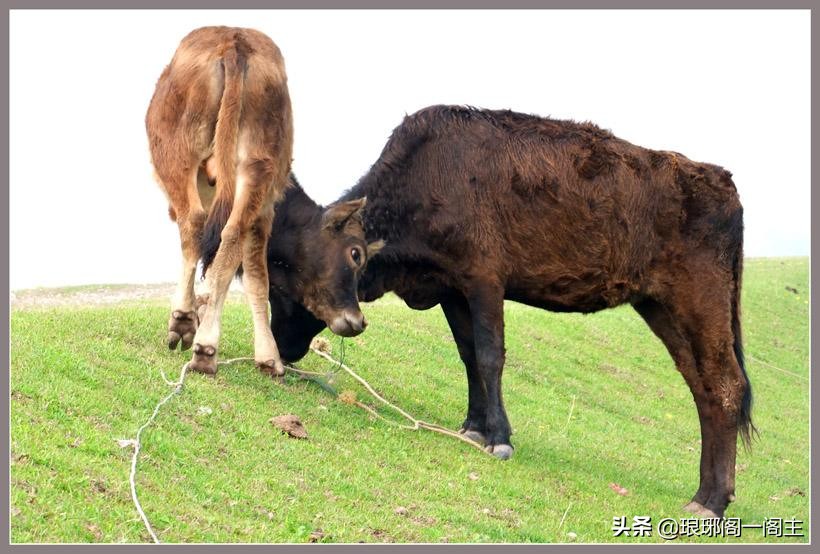 28星宿牛宿怎么样,为什么二十八星宿少了牛宿