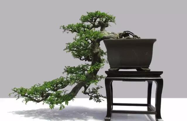 玩盆景看懂这8幅图,迎客松盆景和悬崖盆景哪个好看