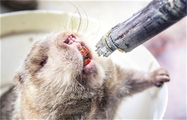 竹鼠掉牙怎么办,竹鼠掉毛怎么处理