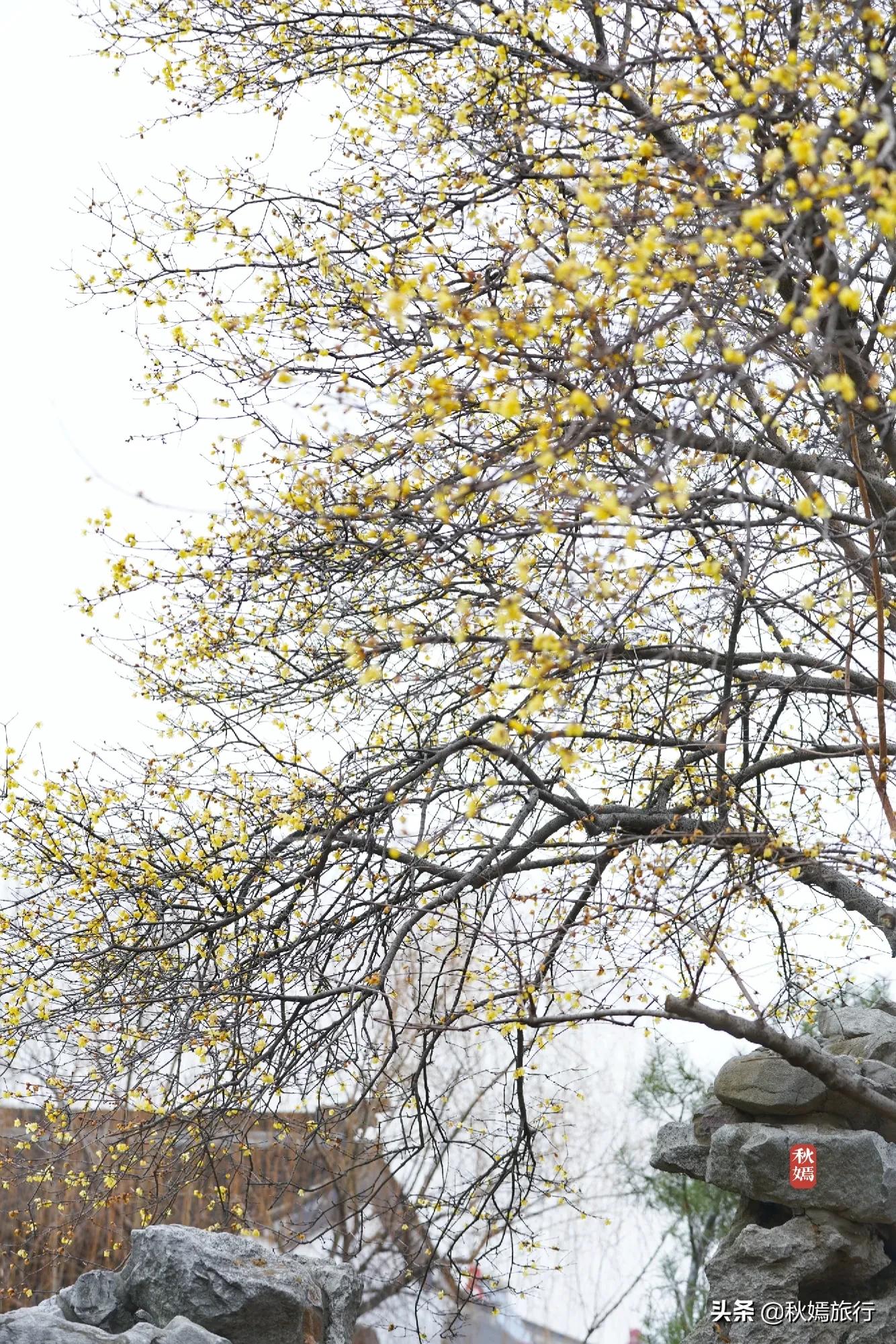 冬游常熟燕园赏蜡梅花,方桥头梅干菜扣肉饼5元一只,顾客盈门