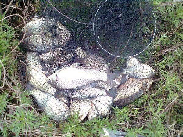 白鲫是白甲鲫鱼吗,白鲫钓大鲫鱼视频