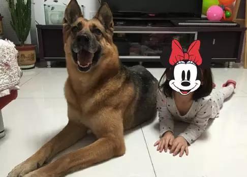 军犬退役后养老,军犬退役后有退伍费吗