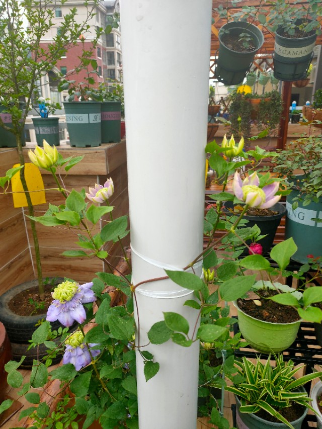 自制花架省钱又漂亮,自制花架全部教程