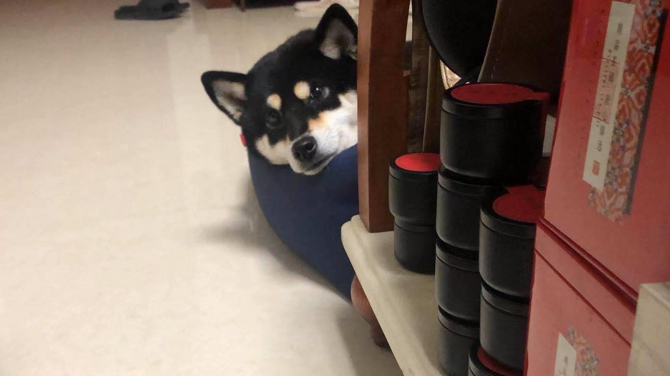 过年加餐？小心喂坏肚子——玻璃胃狗子的喂养心路历程