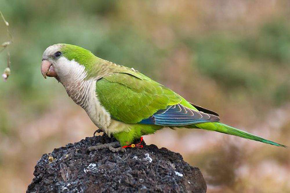 新手适合养什么中大型鹦鹉,春天来了鹦鹉