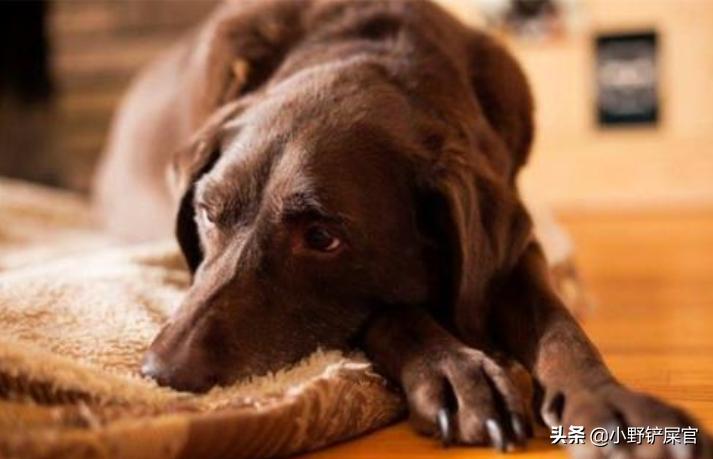 救命狗,小土狗吃了巧克力怎么办