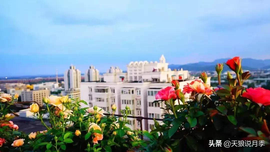 露台打造花海,她用10年改造庭院