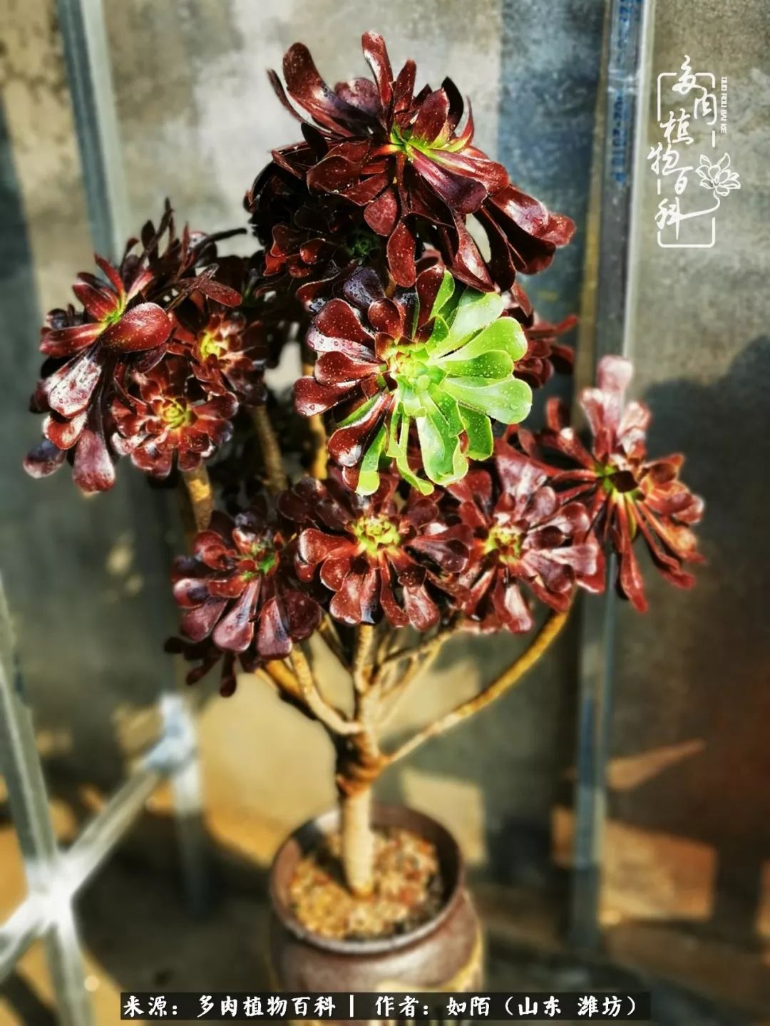 凤凰涅槃,浴火重生!多肉法师圣斗士们的秋天!(附养护经验)