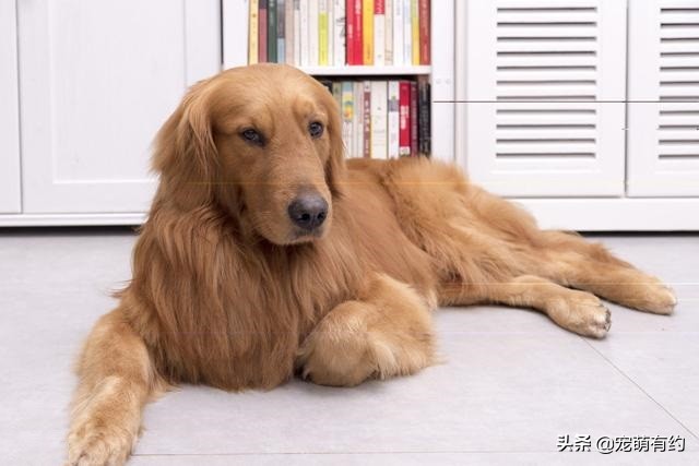 金毛真的很聪明吗能听懂人说话吗,金毛犬多大才会有智商