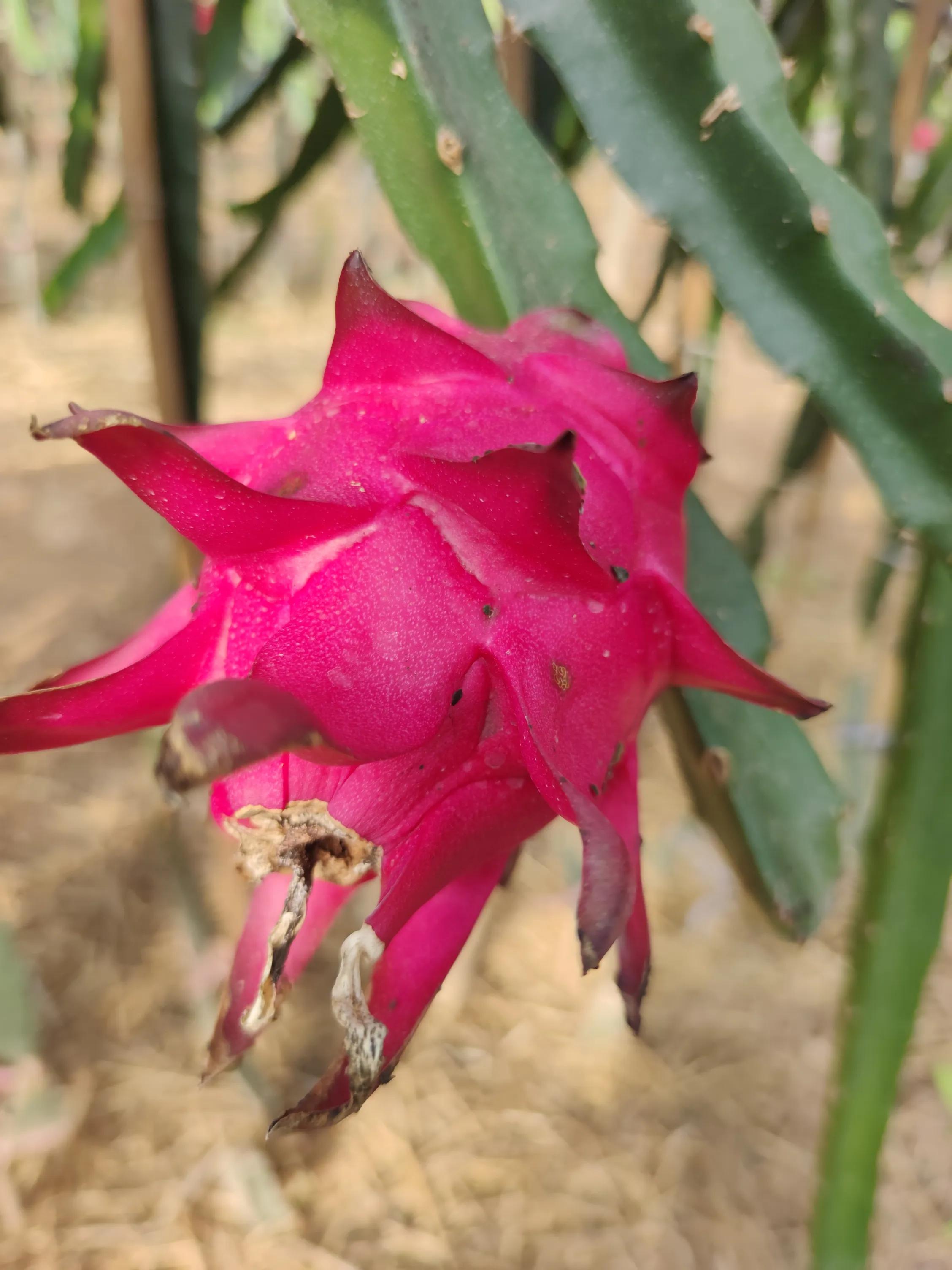 火龙果品种好吃,火龙果品种大全大图