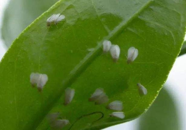 小桑果种植技术视频,桑葚树虫害防治