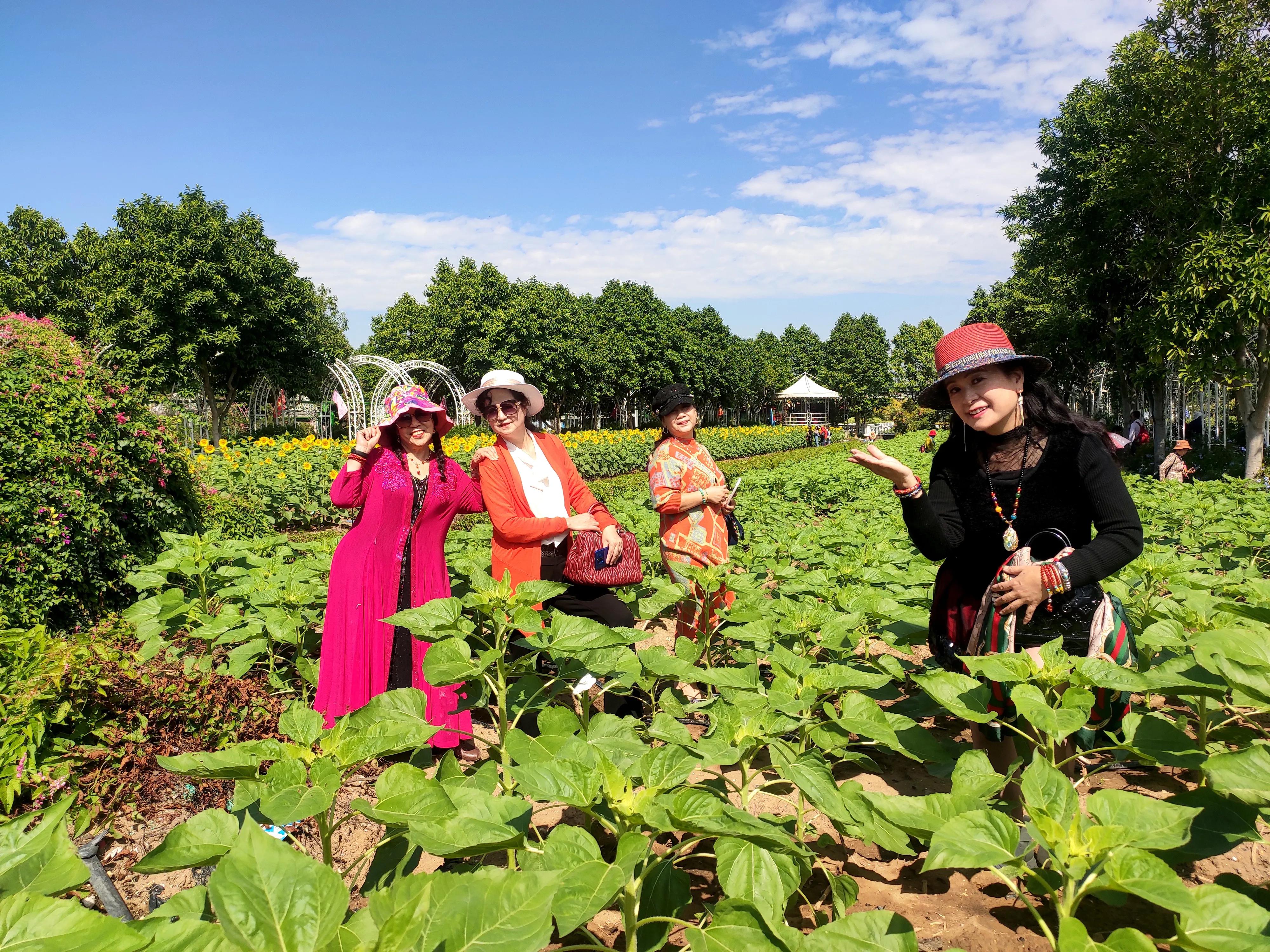 南沙好玩的地方百万葵园,广州南沙百万葵园几月份去最好