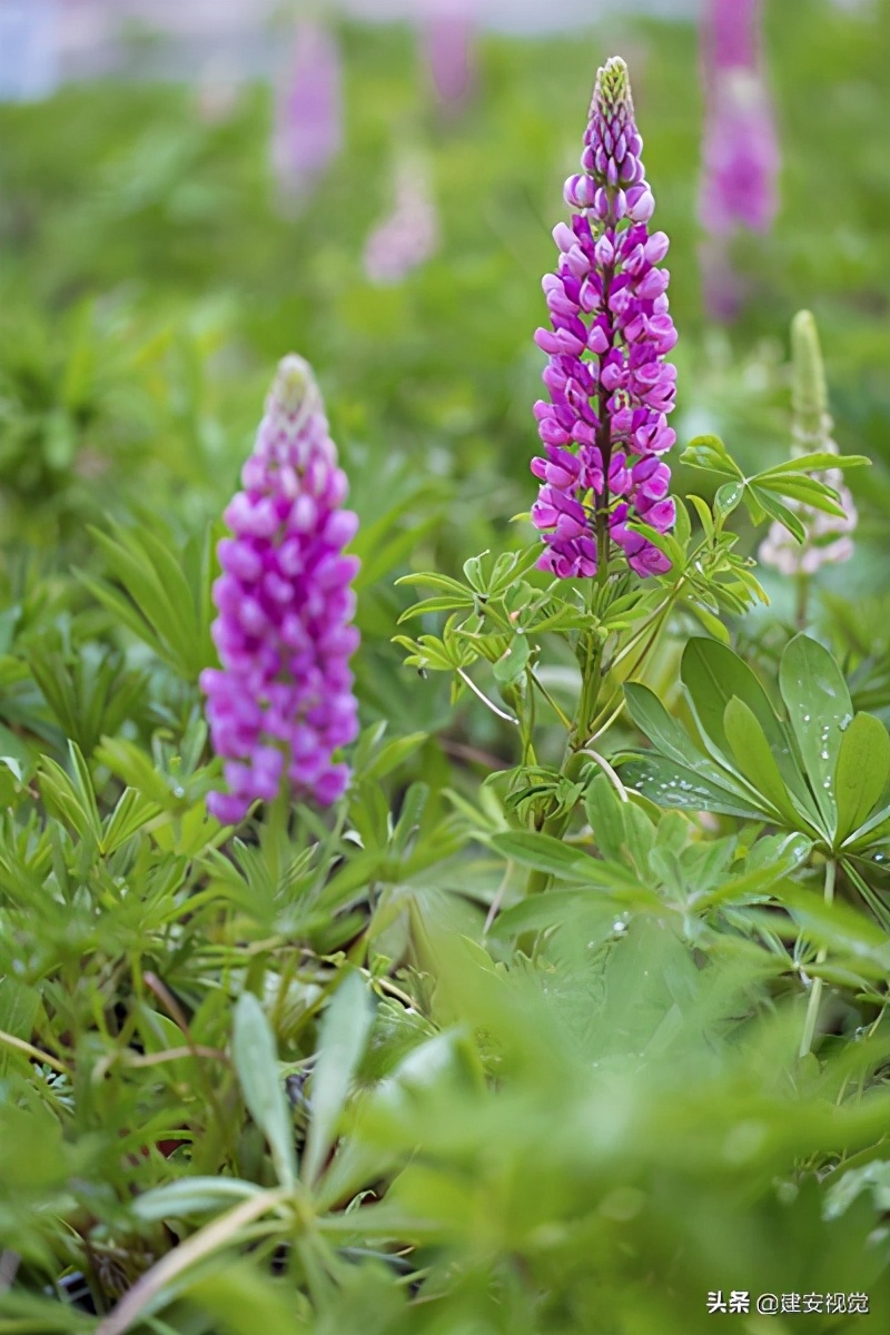 安阳国学大讲堂,国学大讲堂公益文化讲座线上开讲