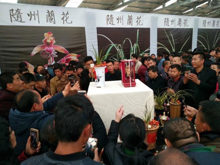 中国兰花之乡有哪些?为何云南独占7个?