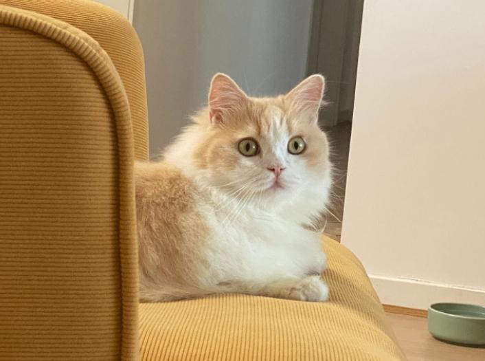 养猫的四个好处养了就是人生赢家,养猫的12个好处养过的人才懂