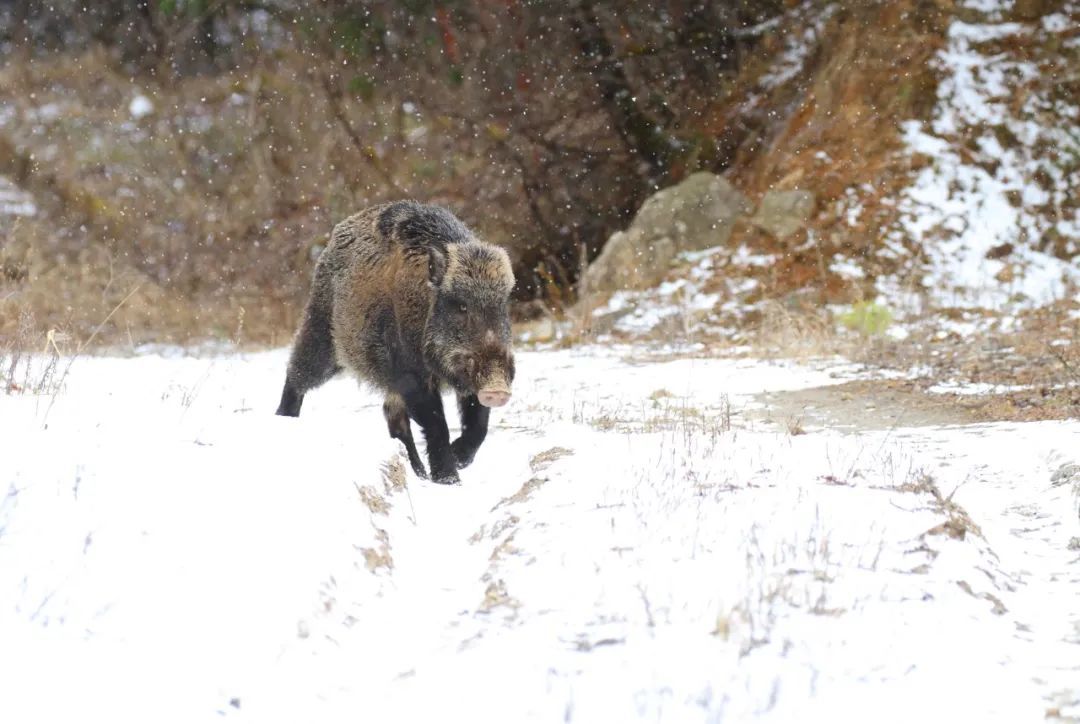 野生动物之奇幻旅游,与野生动物近距离接触的惊险之旅