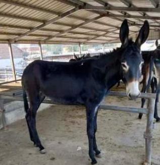 养驴的15个基本知识,新人养驴直播分享养驴知识