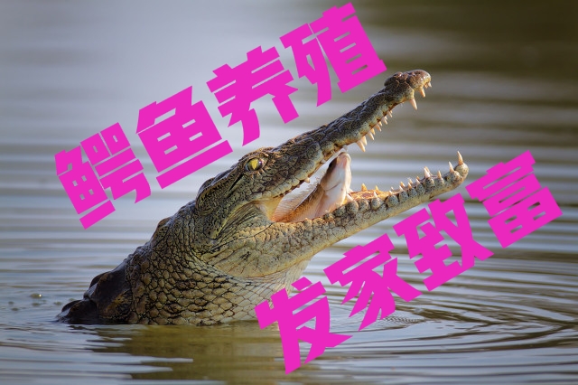 鳄鱼养殖利润高，想赚钱的过来学，附带养殖前景