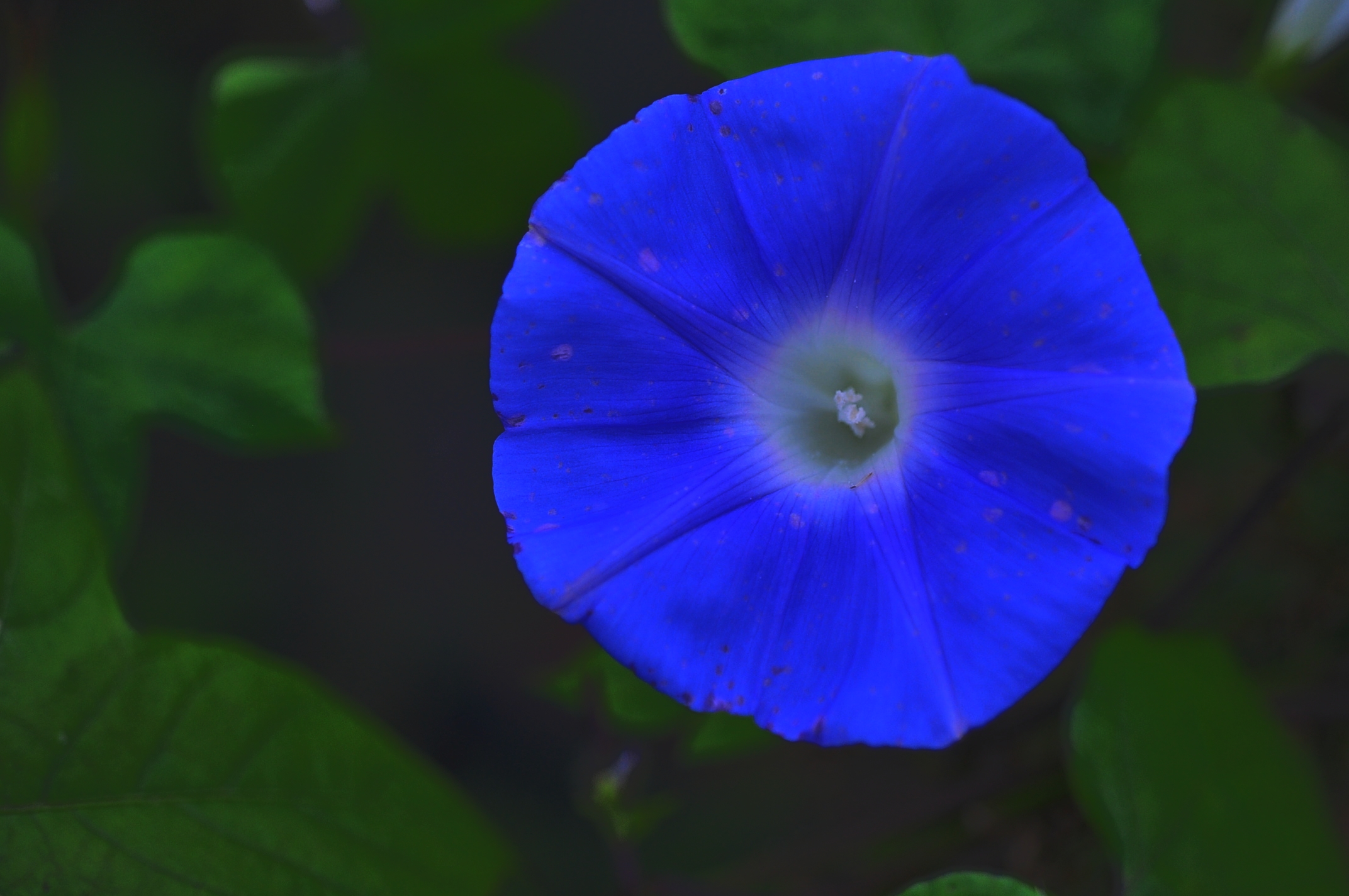 我的思乡情结,我与尼康的邂逅