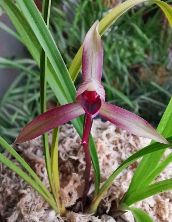 滇红素兰花欣赏,滇红素兰花怎样开的叶子红