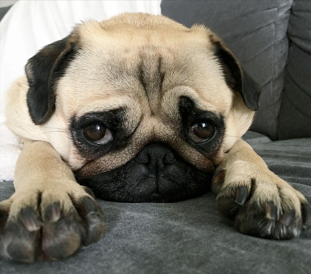 巴哥犬为什么越来越少人养了,巴哥犬为什么不建议养一对呢